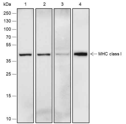 Anti-Human/Mouse MHC Class I Antibody [A304] - ABMIUM