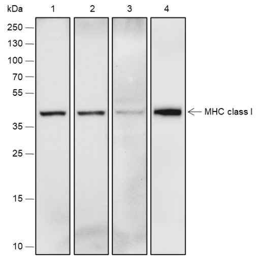 Anti-Human/Mouse MHC Class I Antibody [A304]