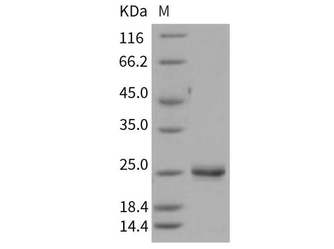 > 90 % as determined by reducing SDS-PAGE.