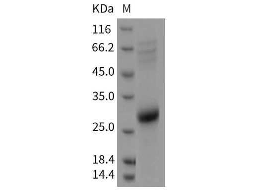 > 90 % as determined by reducing SDS-PAGE.