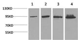Western Blot analysis of 1) Hela, 2) 293T, 3) Mouse liver, 4) Rat liver with Catenin beta Monoclonal Antibody