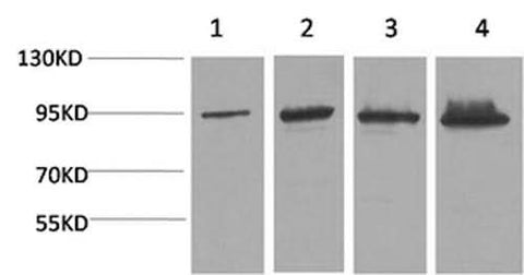 Western Blot analysis of 1) Hela, 2) 293T, 3) Mouse liver, 4) Rat liver with Catenin beta Monoclonal Antibody