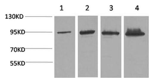 Western Blot analysis of 1) Hela, 2) 293T, 3) Mouse liver, 4) Rat liver with Catenin beta Monoclonal Antibody