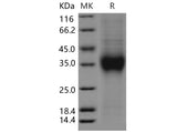 > 95 % as determined by reducing SDS-PAGE.