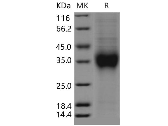 > 95 % as determined by reducing SDS-PAGE.