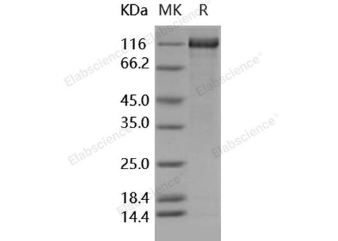 > 90 % as determined by reducing SDS-PAGE.