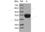 > 97 % as determined by reducing SDS-PAGE.