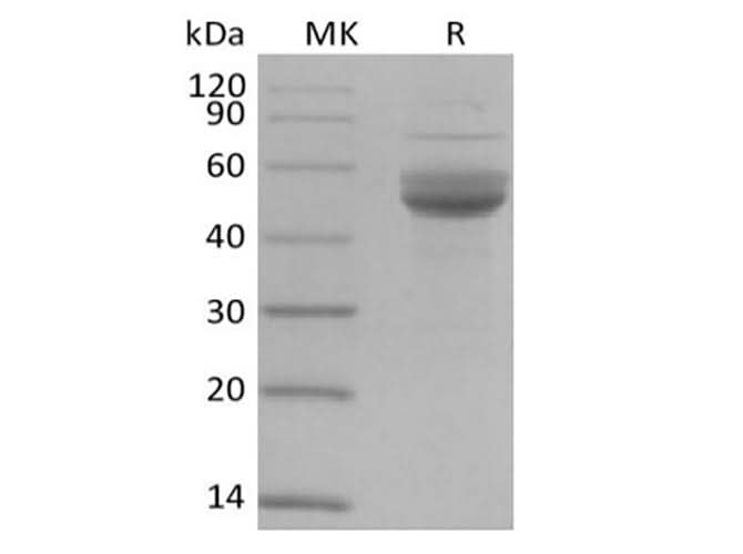 Recombinant Human CD3 epsilon/CD3E (C-Fc-Avi) Biotinylated - ABMIUM