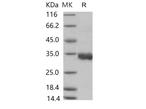 > 95 % as determined by reducing SDS-PAGE.