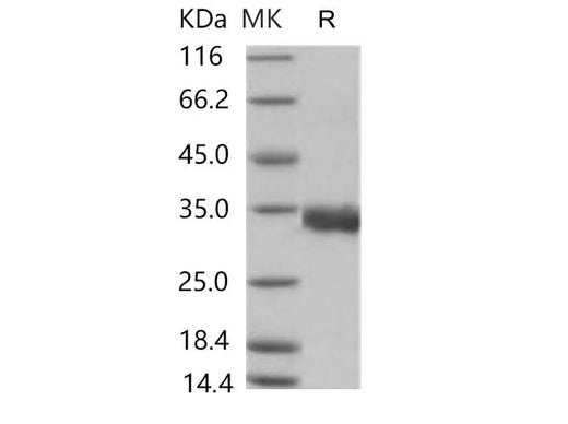 > 95 % as determined by reducing SDS-PAGE.