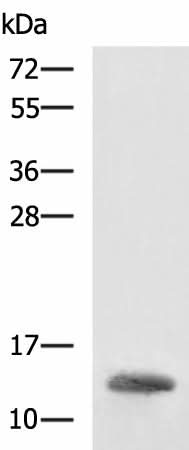 Western blot analysis of K562 cell lysate using HBZ Polyclonal Antibody at dilution of 1:1600