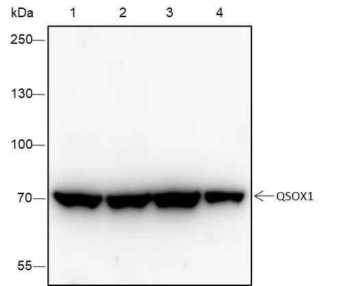 Anti-Human QSOX1 Antibody [A348] - ABMIUM