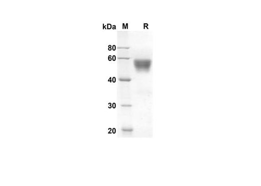 SDS-PAGE analysis of Human FLT3LG proteins, 2 μg/lane of Recombinant Human FLT3LG proteins was resolved with an SDS-PAGE under reducing conditions, showing bands at 42.2 kDa.