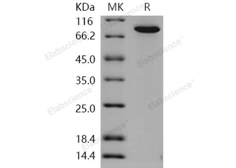 > 97 % as determined by reducing SDS-PAGE.