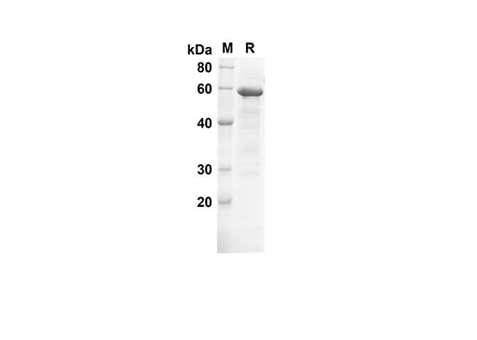 SDS-PAGE analysis of Human Beclin-1 proteins, 2 μg/lane of Recombinant Human Beclin-1 proteins was resolved with SDS-PAGE under reducing conditions, showing bands at 54 kDa.