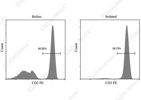The CD3+T cells isolated from normal PBMC were stained with PE Anti-Human CD3 Antibody [OKT3] (E-AB-F1001D). The purities of the start and final isolated fractions were 60.92% and 96.73%, respectively.