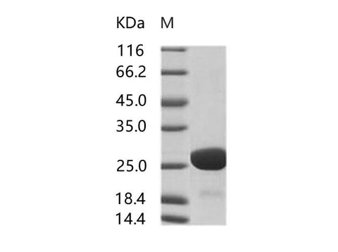 > 90 % as determined by reducing SDS-PAGE.