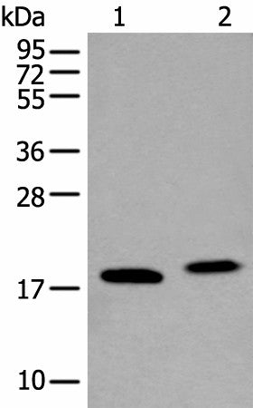 Western blot analysis of K562 cell and Mouse brain tissue lysates using VAMP4 Polyclonal Antibody at dilution of 1:400