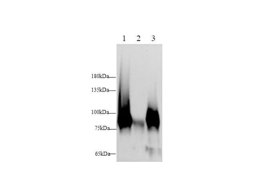 Anti-Mouse/Rat Vcam1 Antibody - ABMIUM