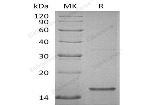 > 80 % as determined by reducing SDS-PAGE.