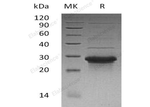 > 90 % as determined by reducing SDS-PAGE.