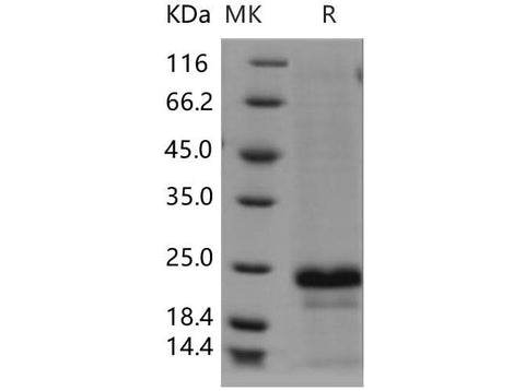 > 83 % as determined by reducing SDS-PAGE.