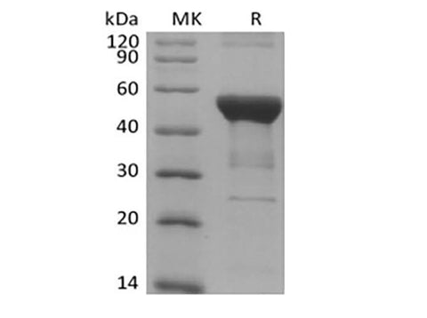 > 90 % as determined by reducing SDS-PAGE.