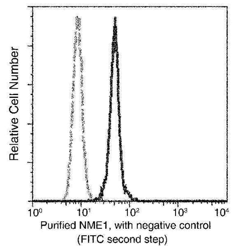Anti-Human NME1 Antibody [A873] - ABMIUM