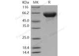 > 97 % as determined by reducing SDS-PAGE.