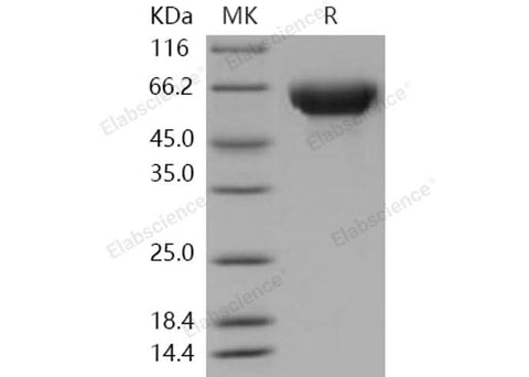 > 97 % as determined by reducing SDS-PAGE.
