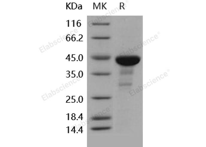> 85 % as determined by reducing SDS-PAGE.