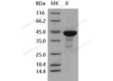 > 85 % as determined by reducing SDS-PAGE.