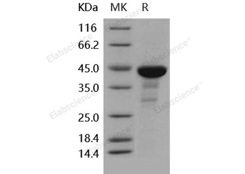 > 85 % as determined by reducing SDS-PAGE.