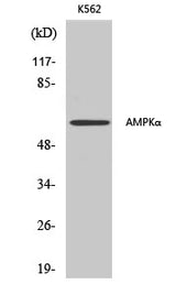 Western Blot analysis of K562 cells using AMPK alpha1/2 Polyclonal Antibody at dilution of 1:500.