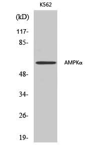 Western Blot analysis of K562 cells using AMPK alpha1/2 Polyclonal Antibody at dilution of 1:500.