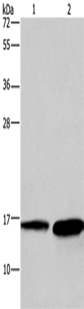 Anti-Human/Mouse HINT2 Antibody - ABMIUM