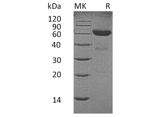 > 95 % as determined by reducing SDS-PAGE.