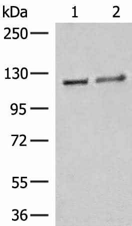 Anti-Human/Mouse IPO11 Antibody