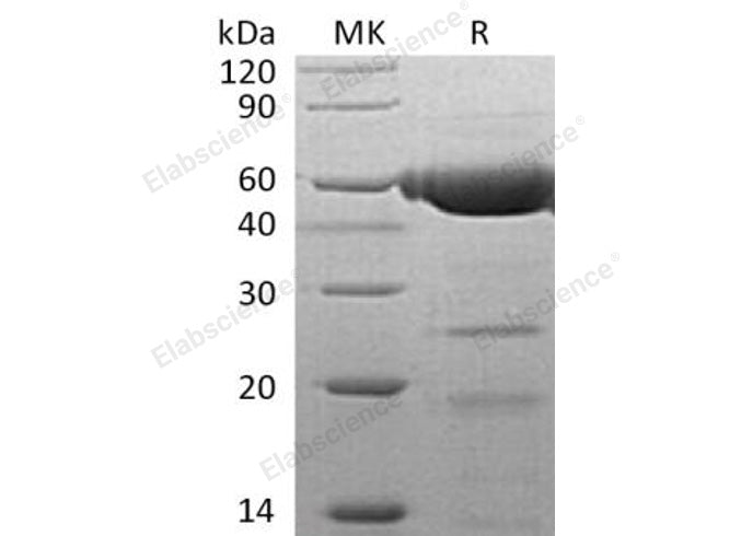 > 95 % as determined by reducing SDS-PAGE.