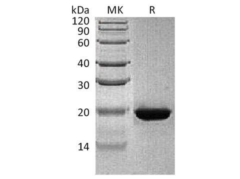 > 90 % as determined by reducing SDS-PAGE.