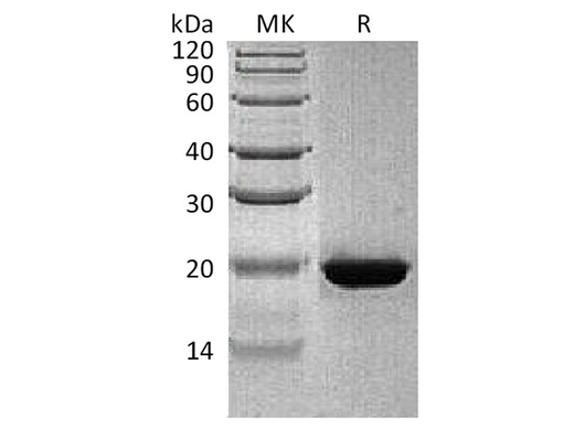 > 90 % as determined by reducing SDS-PAGE.