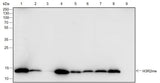 Anti-Human/Rat/Mouse/Monkey/Pig/Arabidopsis thaliana/Phaeodactylum tricornutum Histone H3 (Mono Methyl Arg2) Antibody [A841] - ABMIUM
