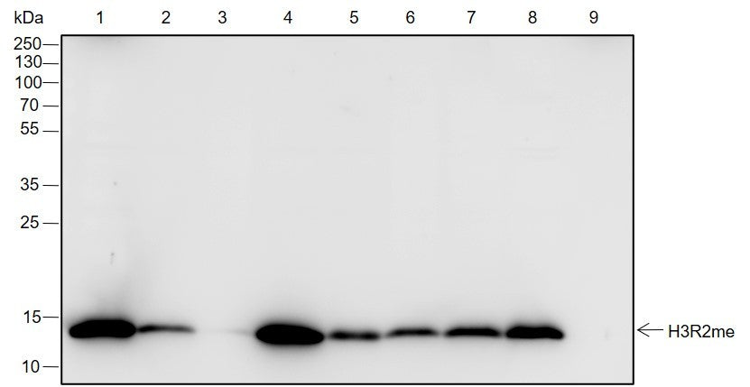 Anti-Human/Rat/Mouse/Monkey/Pig/Arabidopsis thaliana/Phaeodactylum tricornutum Histone H3 (Mono Methyl Arg2) Antibody [A841] - ABMIUM