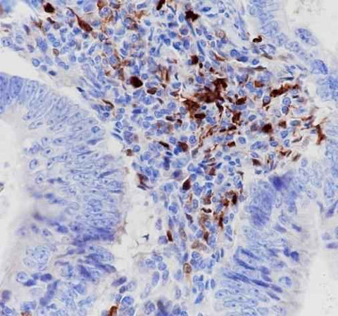 Anti-Human IDO1 Antibody [A260] - ABMIUM