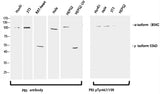 Western Blot analysis of various cells using Phospho-PI 3 kinase p85 alpha /gamma (Tyr467/199) Polyclonal Antibody at dilution of 1:1000