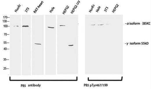 Western Blot analysis of various cells using Phospho-PI 3 kinase p85 alpha /gamma (Tyr467/199) Polyclonal Antibody at dilution of 1:1000