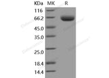 > 97 % as determined by reducing SDS-PAGE.