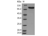 > 95 % as determined by reducing SDS-PAGE.