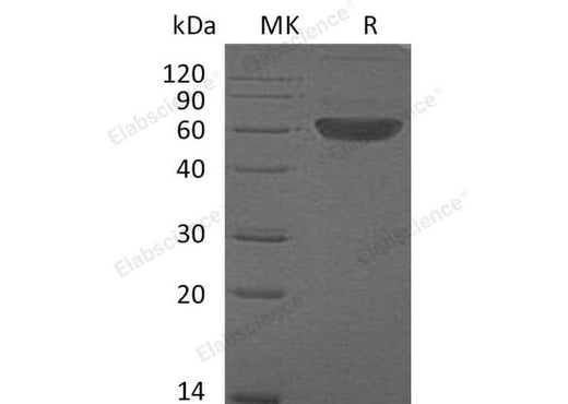 Recombinant Mouse FLT3LG/Flt3 Ligand Protein (Fc Tag) - ABMIUM