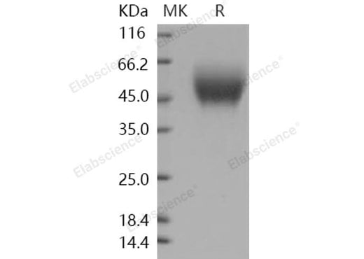 > 98 % as determined by reducing SDS-PAGE.